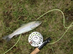 Best fish of the day